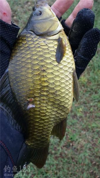 钓野生大鲫鱼