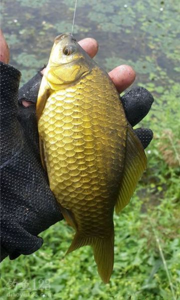 钓野生大鲫鱼