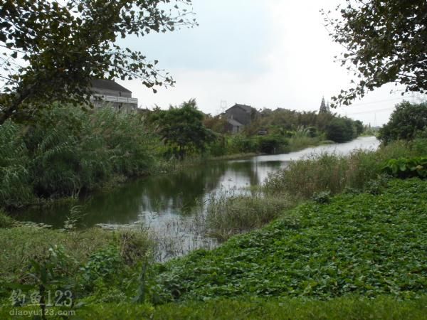 野钓鲫鱼