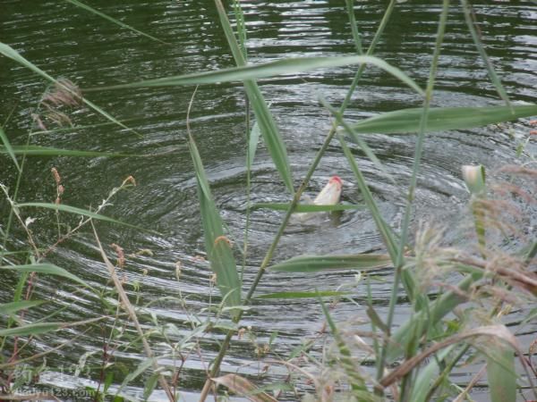 钓野生鲫鱼鲤鱼