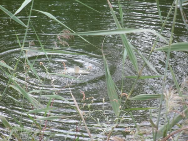 钓野生鲫鱼鲤鱼