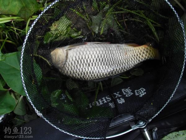 钓野生鲫鱼鲤鱼