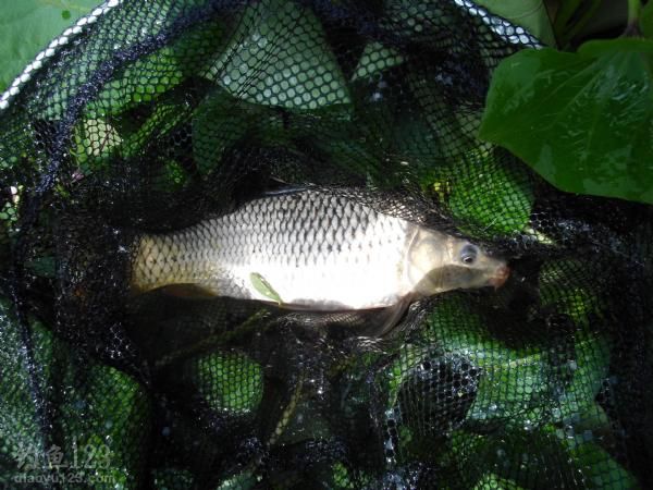 钓野生鲫鱼鲤鱼