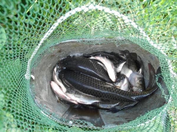 钓野生鲫鱼鲤鱼