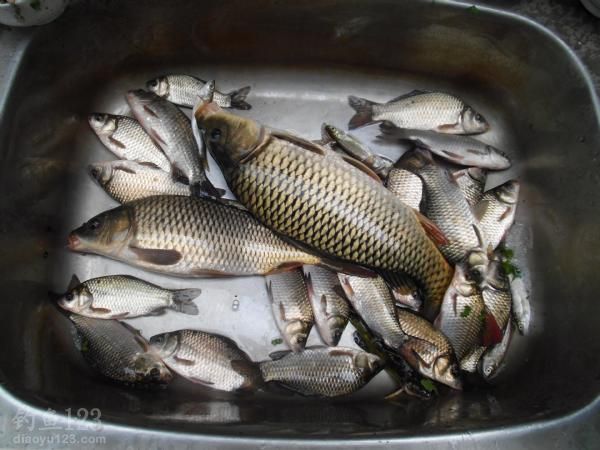 钓野生鲫鱼鲤鱼