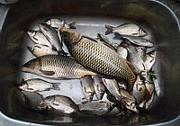 秋季用蘸饵爽钓野生鲫鱼鲤鱼