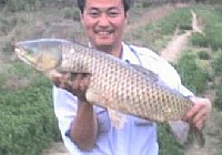 实战技巧夜钓大草鱼