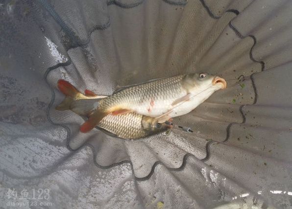 双飞鲤鱼