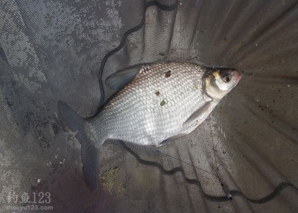 刮上来的鳊鳊