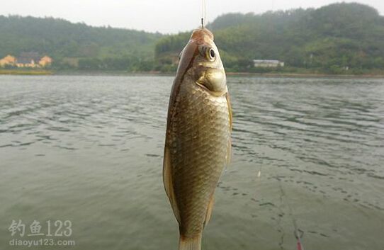 鱼
