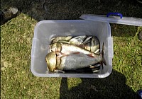 夏季垂钓博白温罗水库