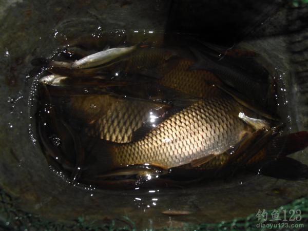 钓鲤鱼