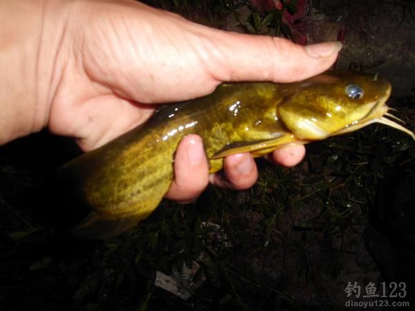 夜钓黄颡鱼