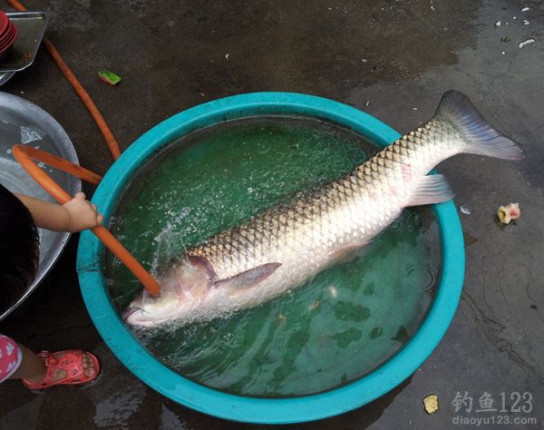 超级大草鱼