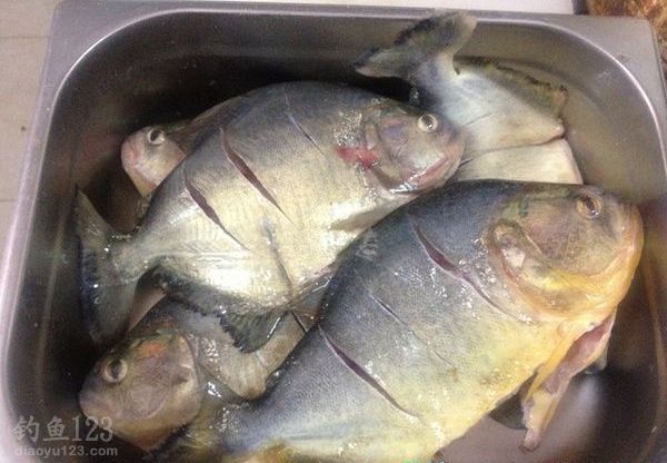 阿根廷狂钓食人鱼餐桌上的美味