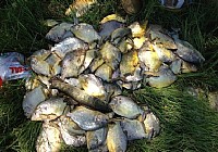 阿根廷狂钓食人鱼餐桌上的美味