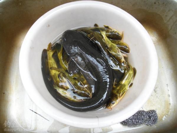 钓黄颡鱼的好时候
