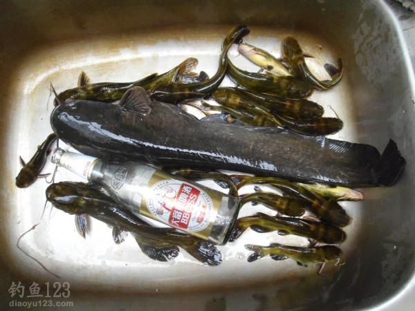 钓黄颡鱼