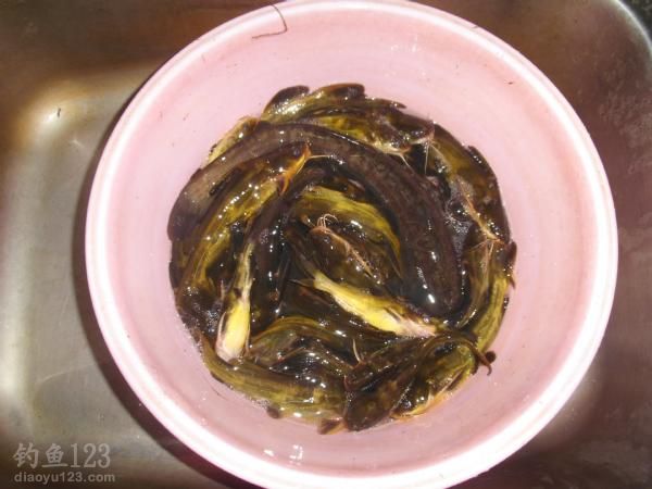 钓黄颡鱼