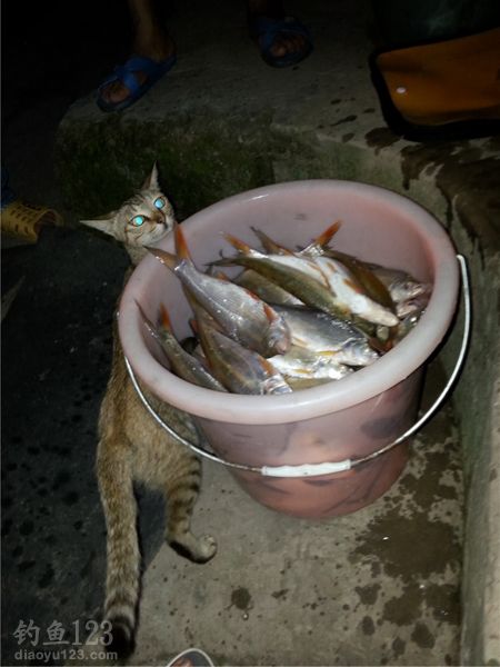 渔获图