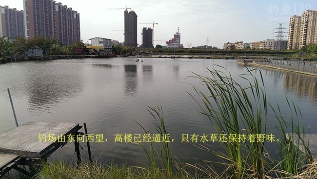 冬季新竿试钓老牛钓场钓上性感迷人的大板鲫鱼