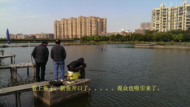 冬季新竿试钓老牛钓场钓上性感迷人的大板鲫鱼