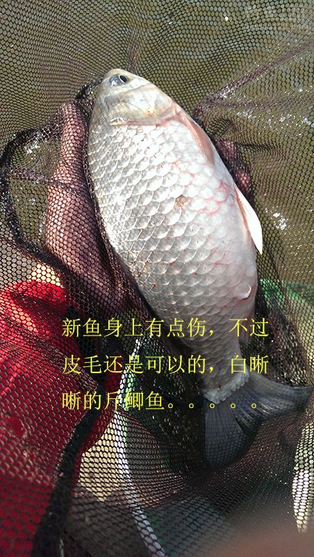 冬季新竿试钓老牛钓场钓上性感迷人的大板鲫鱼