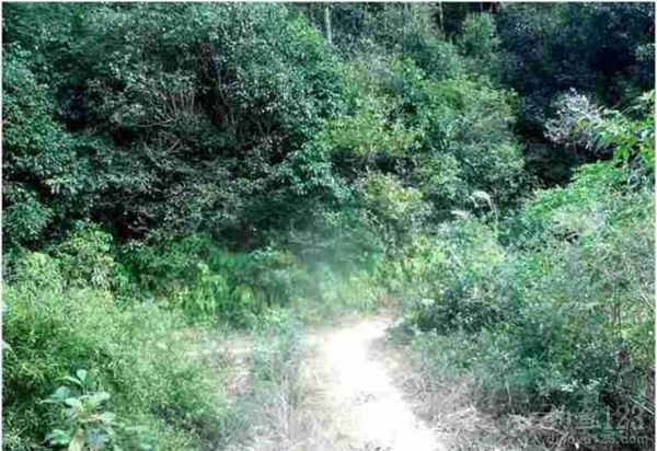 钓鱼秘密武器山塘钓获12斤大青鱼6斤大草鱼