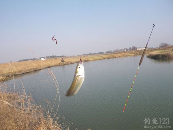与钓友一起野塘冬钓鲫鱼在娱不在鱼