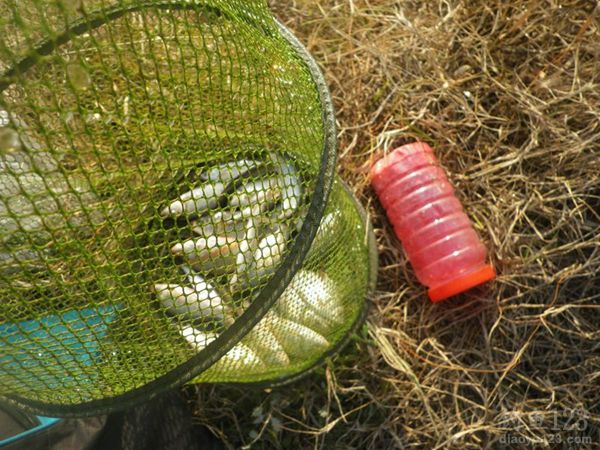与钓友一起野塘冬钓鲫鱼在娱不在鱼