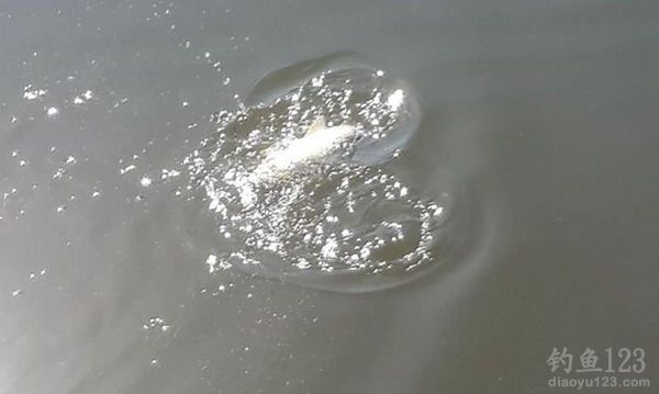 好天气外出野塘钓鱼狂拉渔获多多