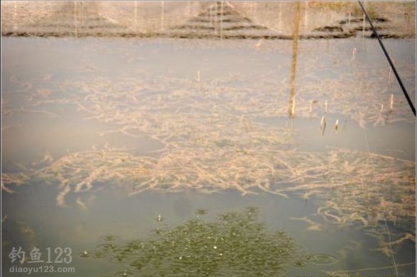 大风天用红虫钓饵怎样钓鲤鱼技巧