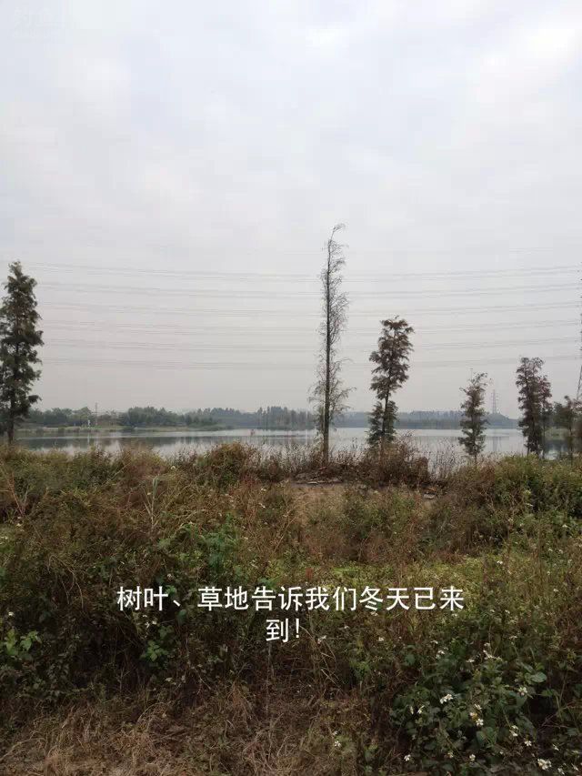 外出垂钓东莞生态园钓获鲫鱼MM