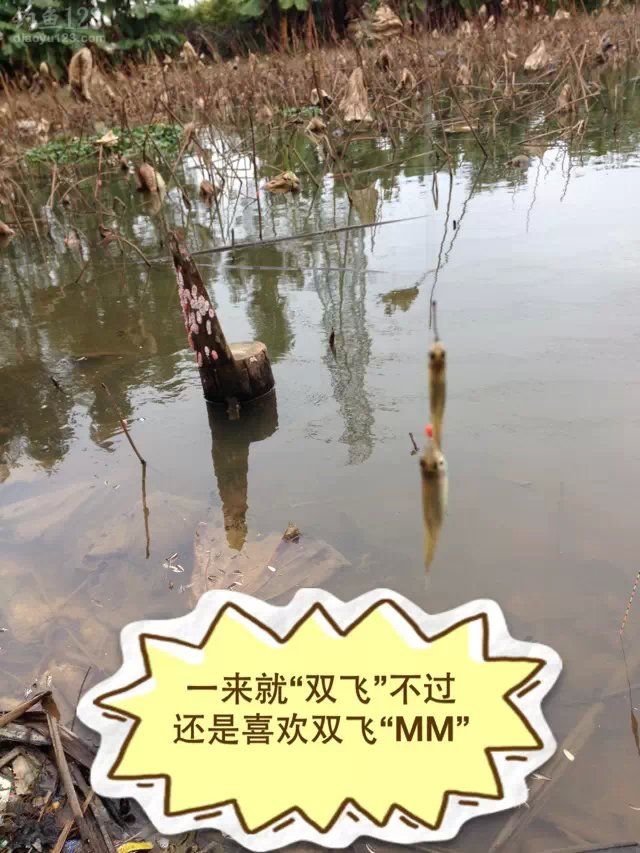外出垂钓东莞生态园钓获鲫鱼MM