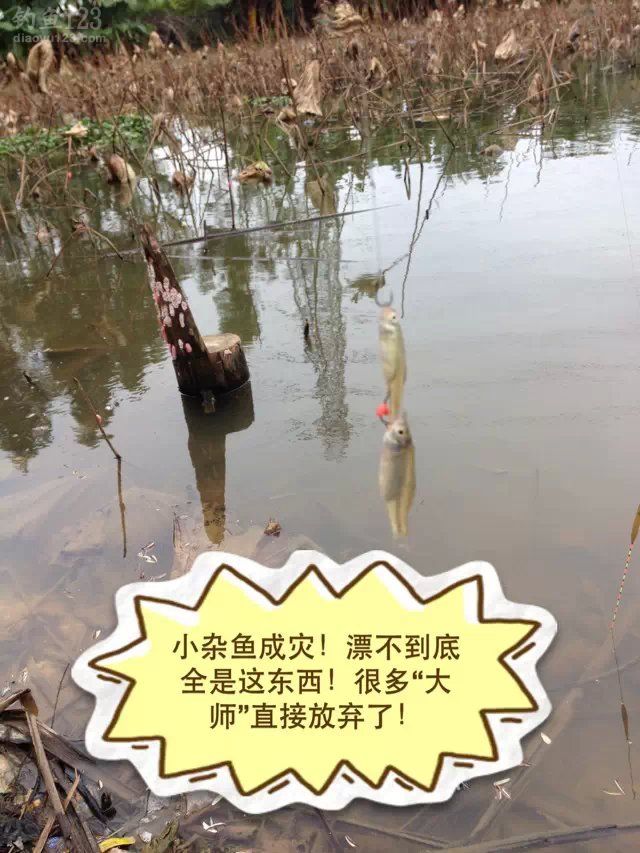 外出垂钓东莞生态园钓获鲫鱼MM