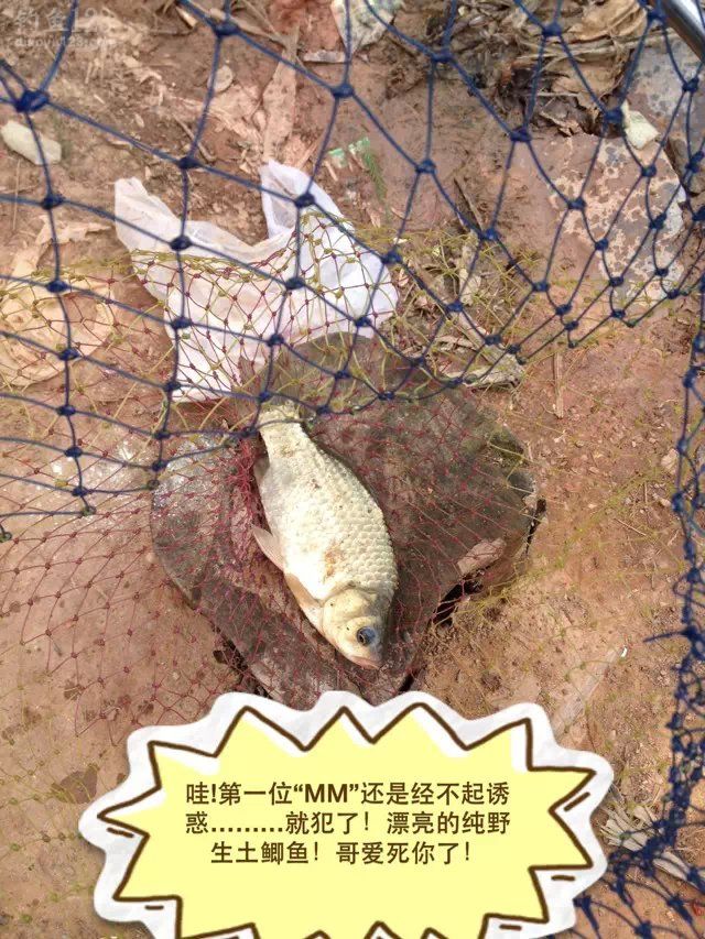 外出垂钓东莞生态园钓获鲫鱼MM