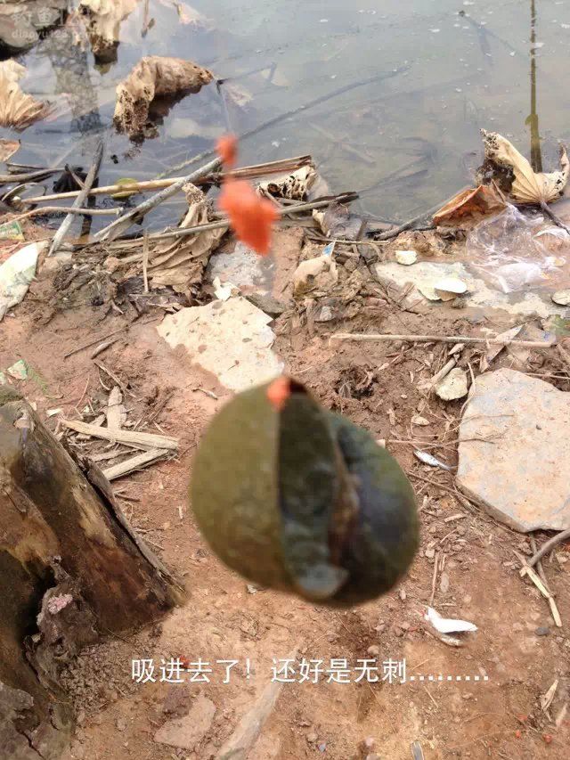 外出垂钓东莞生态园钓获鲫鱼MM