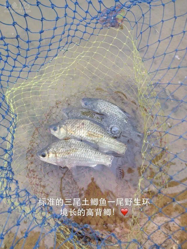 外出垂钓东莞生态园钓获鲫鱼MM