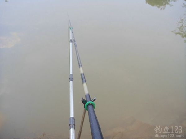 钓鱼从没这么爽大罗非大草鱼轮番上竿鱼获告捷