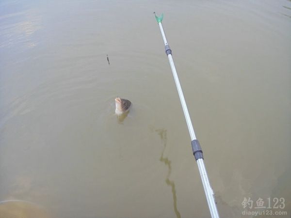 钓鱼从没这么爽大罗非大草鱼轮番上竿鱼获告捷