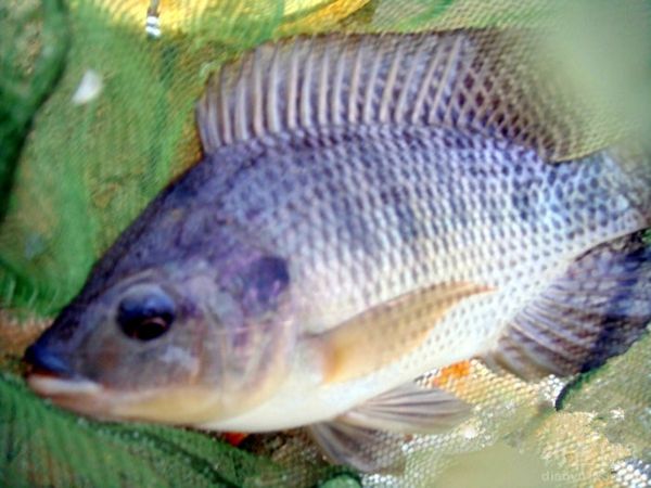 钓鱼从没这么爽大罗非大草鱼轮番上竿鱼获告捷