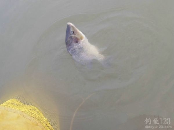 钓鱼从没这么爽大罗非大草鱼轮番上竿鱼获告捷