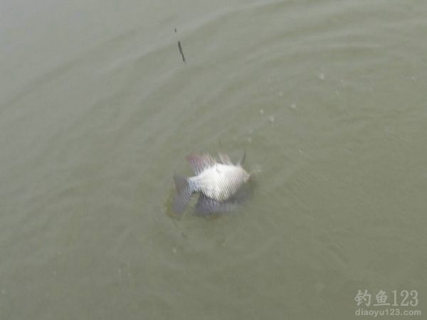 钓鱼从没这么爽大罗非大草鱼轮番上竿鱼获告捷