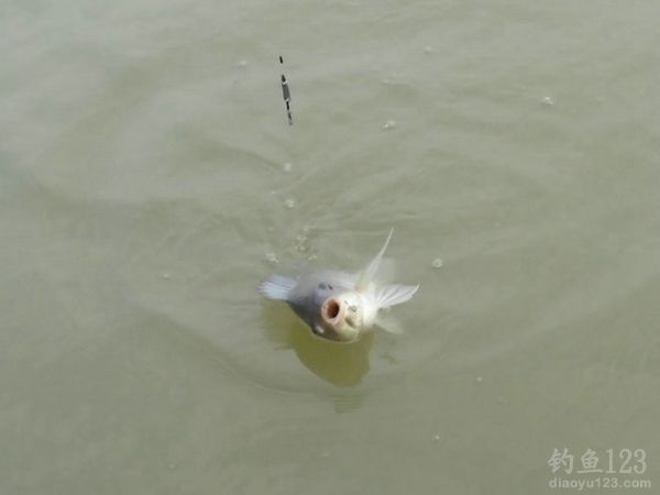 钓鱼从没这么爽大罗非大草鱼轮番上竿鱼获告捷