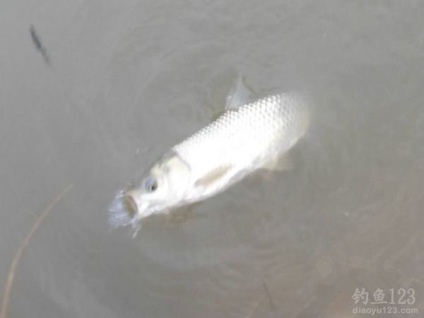 钓鱼从没这么爽大罗非大草鱼轮番上竿鱼获告捷