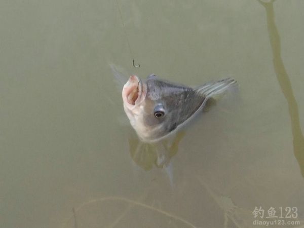 钓鱼从没这么爽大罗非大草鱼轮番上竿鱼获告捷