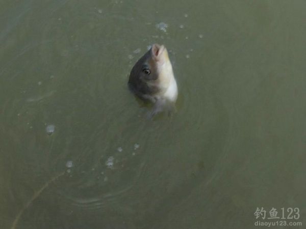 钓鱼从没这么爽大罗非大草鱼轮番上竿鱼获告捷