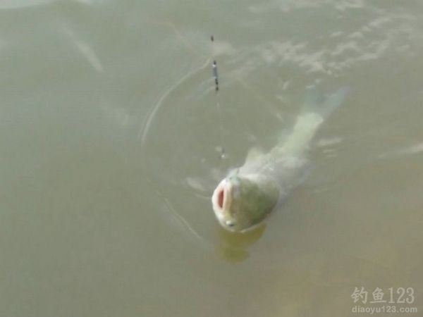 钓鱼从没这么爽大罗非大草鱼轮番上竿鱼获告捷