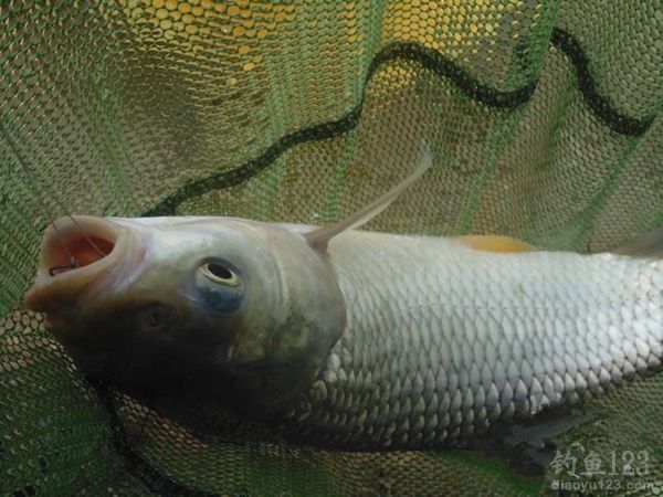 钓鱼从没这么爽大罗非大草鱼轮番上竿鱼获告捷