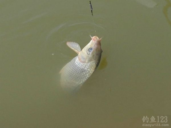钓鱼从没这么爽大罗非大草鱼轮番上竿鱼获告捷